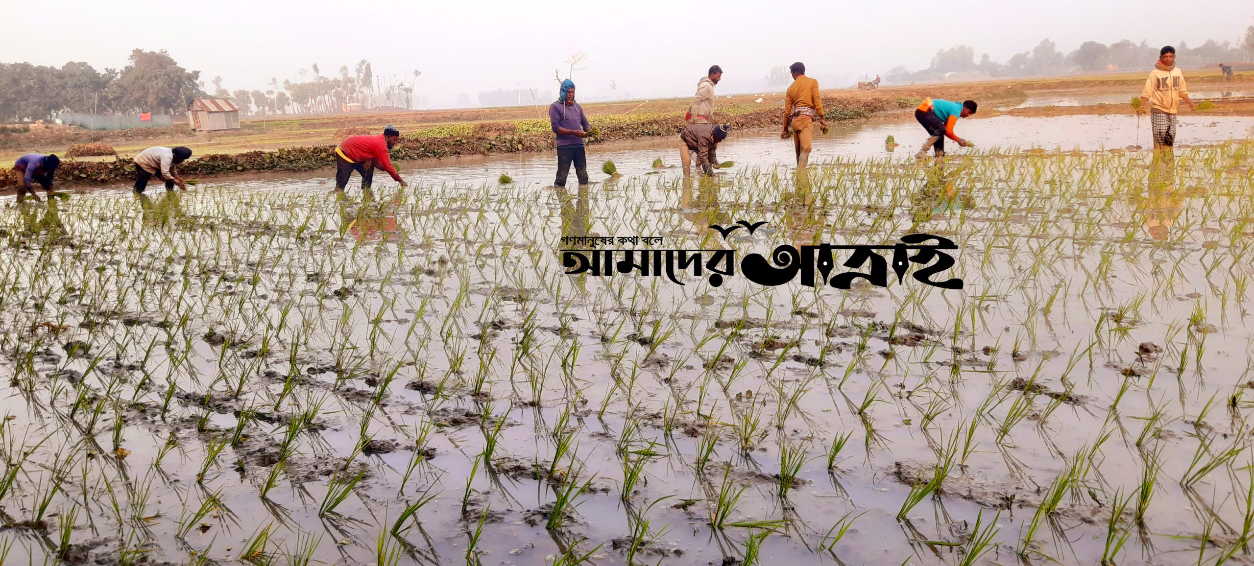 আত্রাইয়ে শীতের কুয়াশাভেজা সকালে দলবদ্ধভাবে ধান রোপণে ব্যস্ত কৃষকরা। জীবিকার তাগিদে কাদামাখা জমিতে নেমে নতুন ফসলের স্বপ্ন বুনছেন তারা, যা গ্রামবাংলার পরিশ্রমী মানুষের নিত্যদিনের চিত্র -ছবি আমাদের আত্রাই